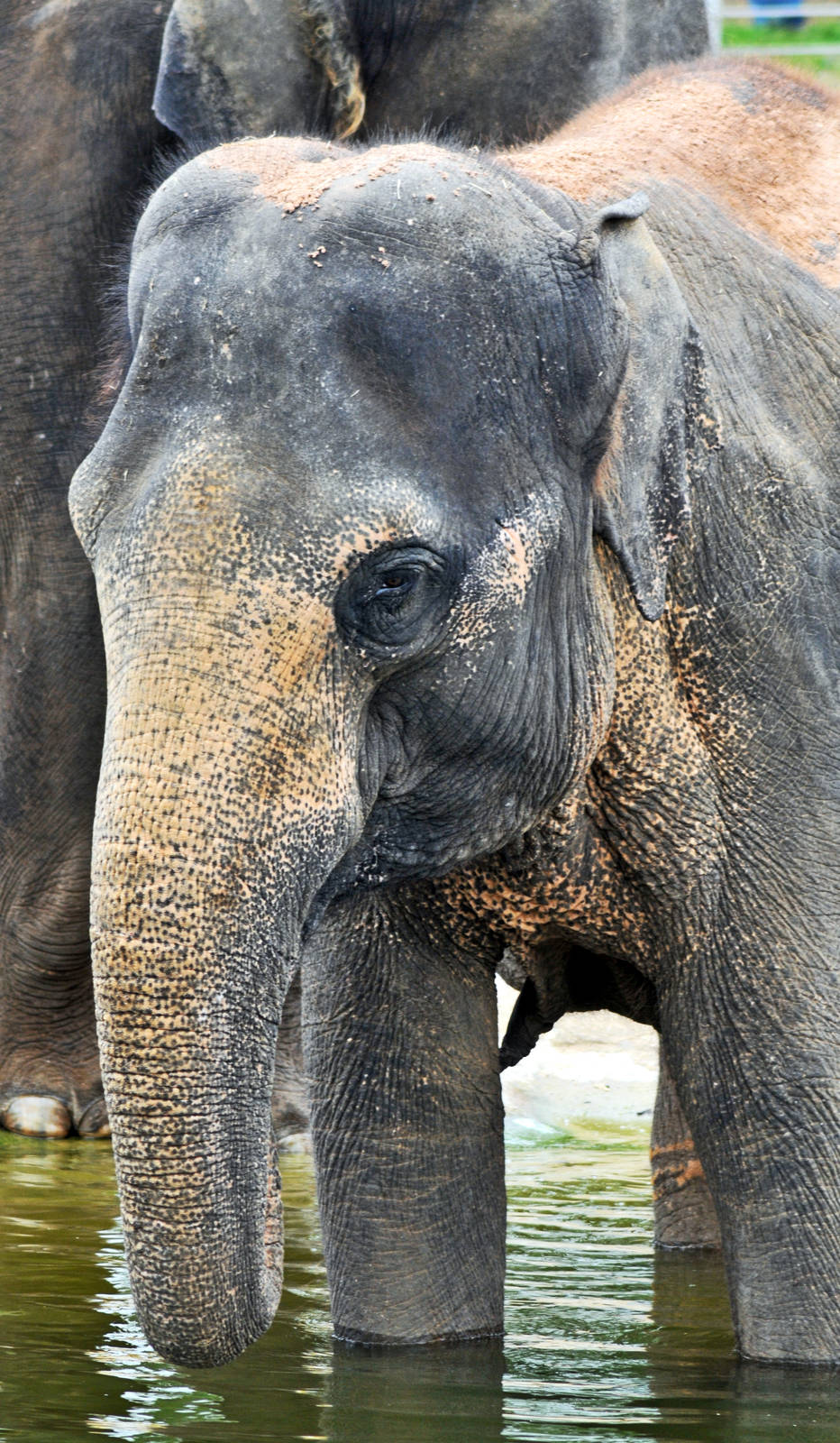 Asian Elephant