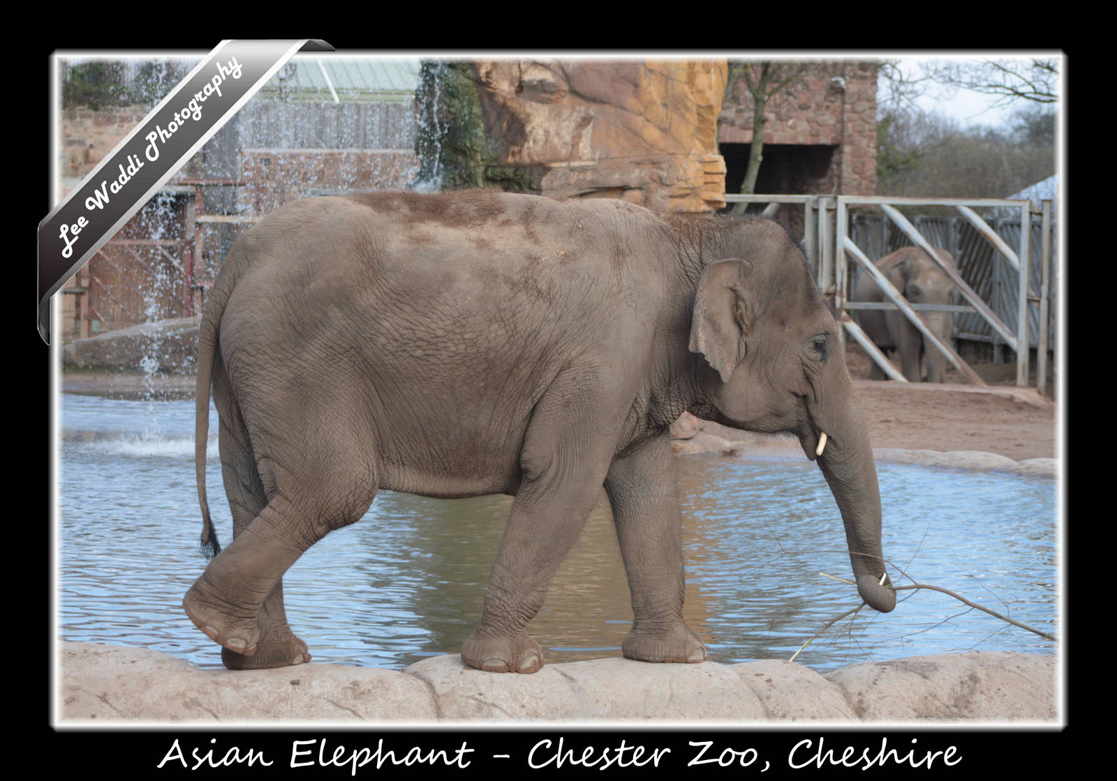 Asian Elephant