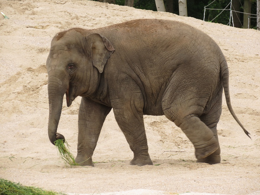 Asian Elephant