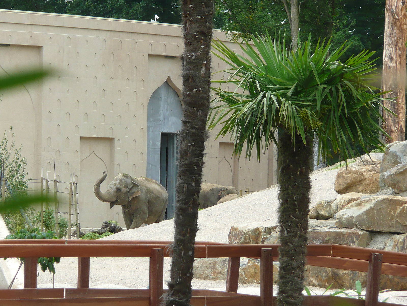 Asian elephant