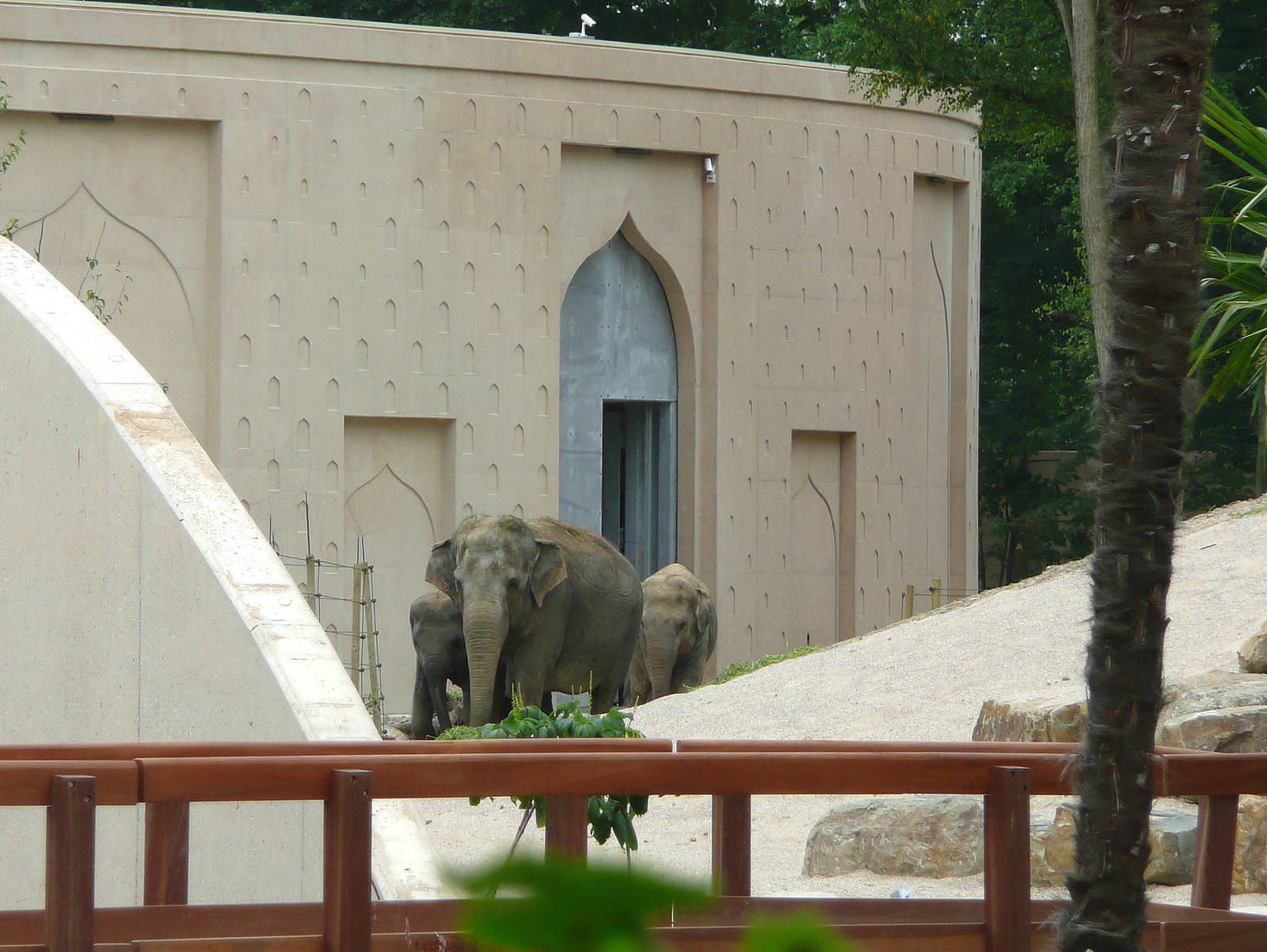 Asian elephant