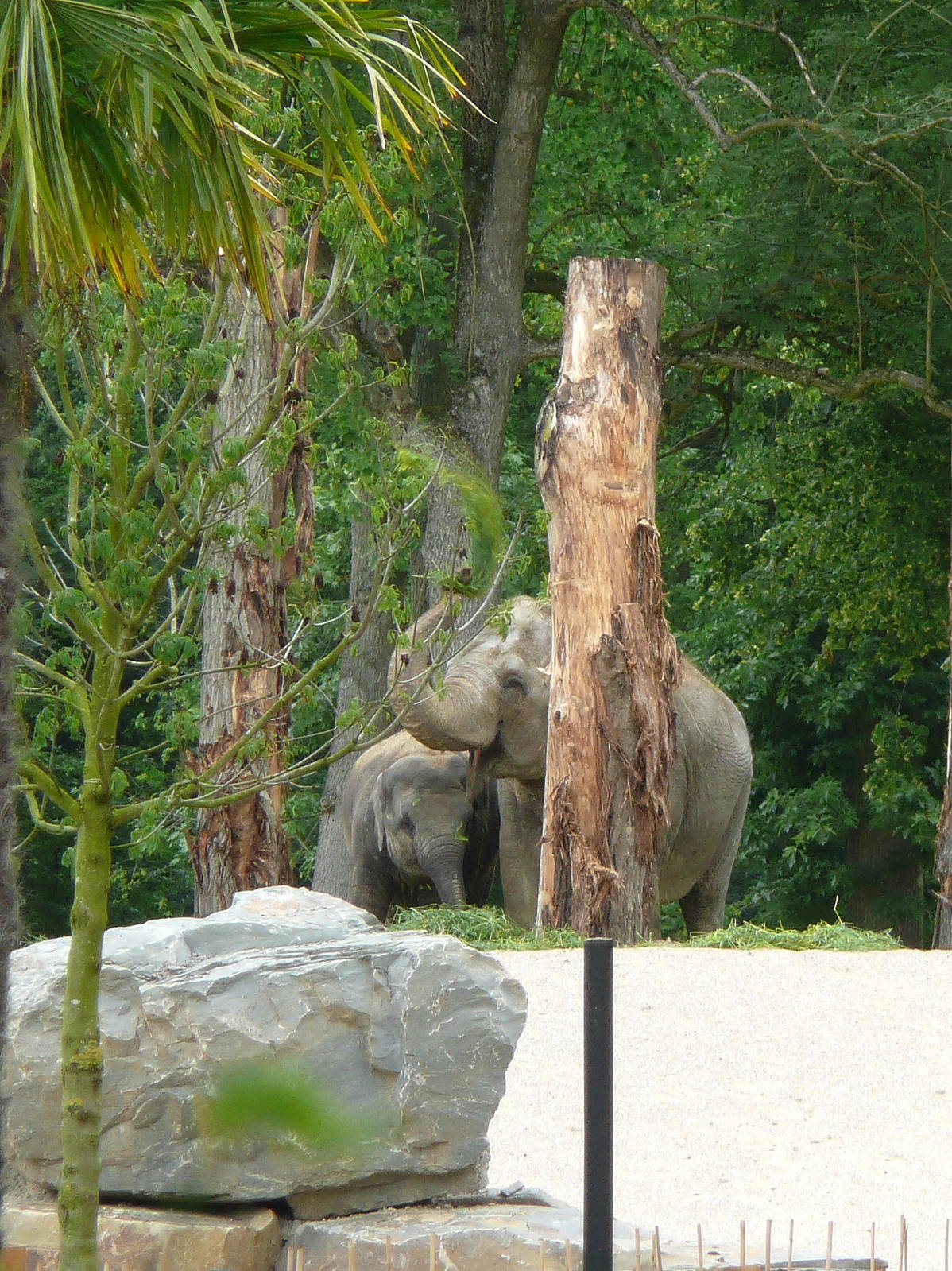 Asian elephant
