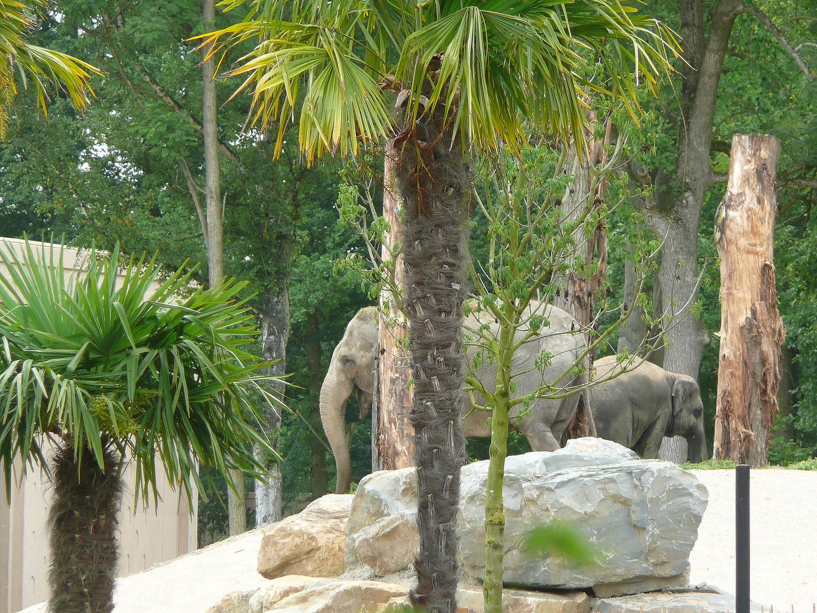 Asian elephant