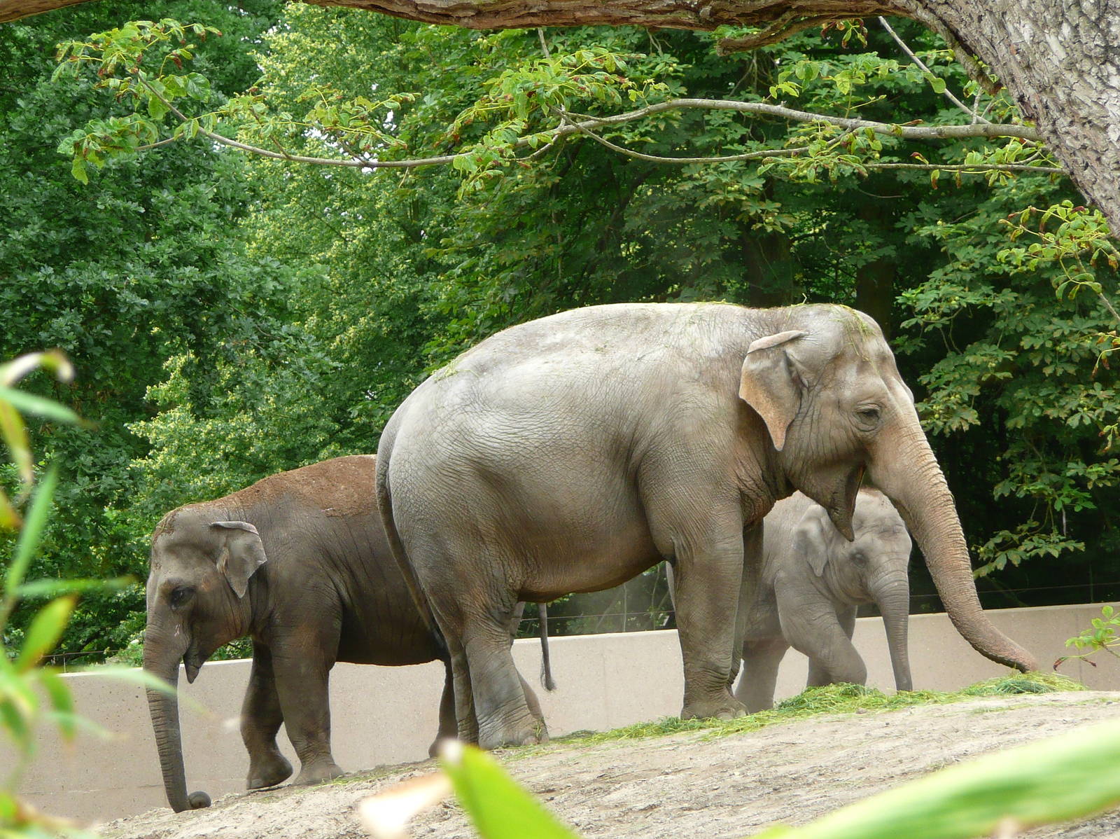 Asian elephant