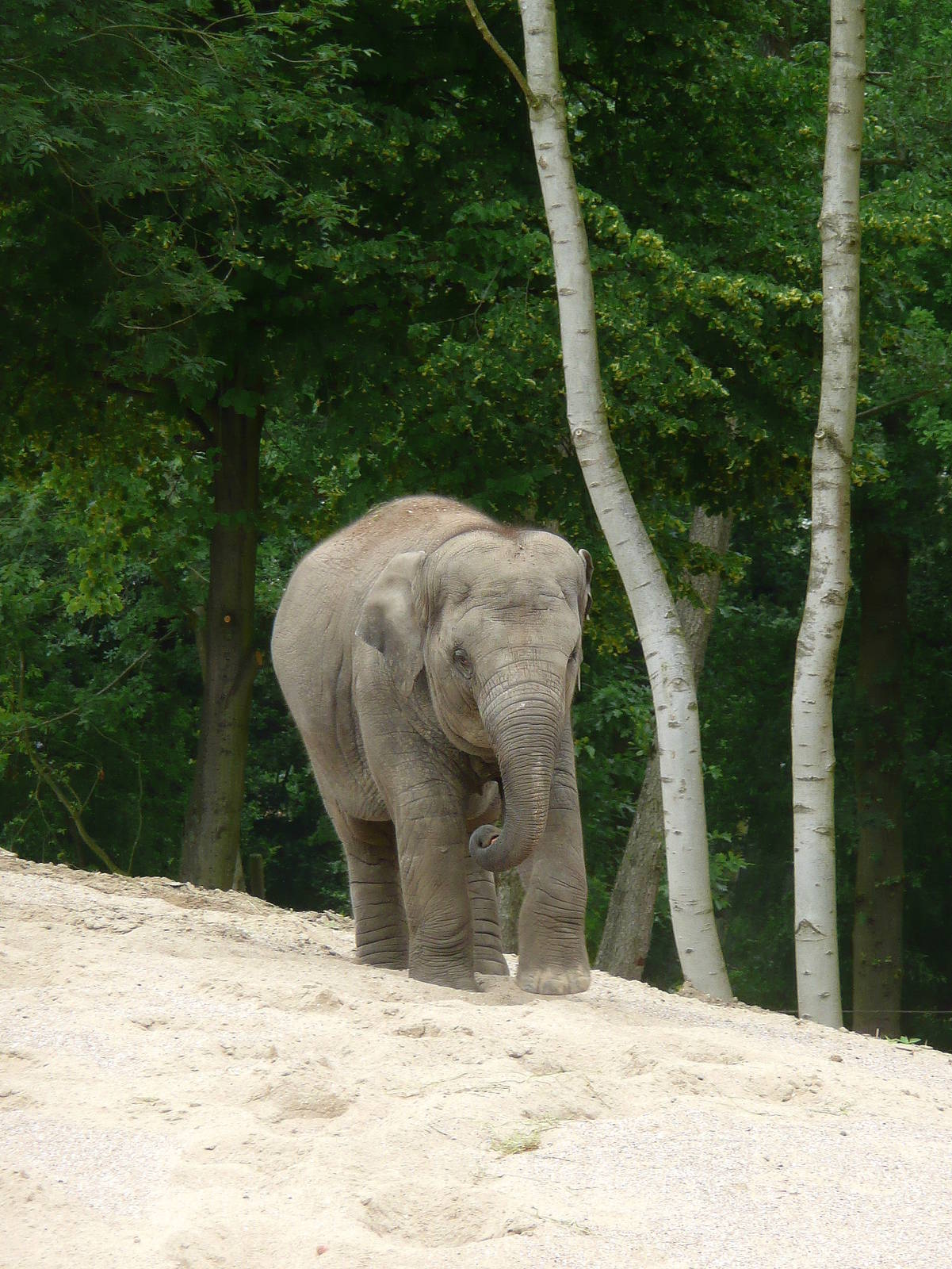 Asian elephant