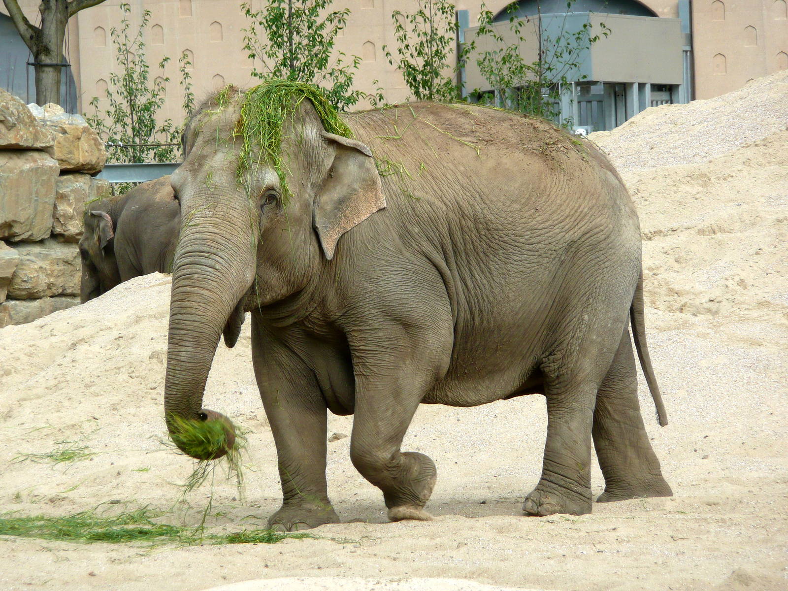 Asian elephant