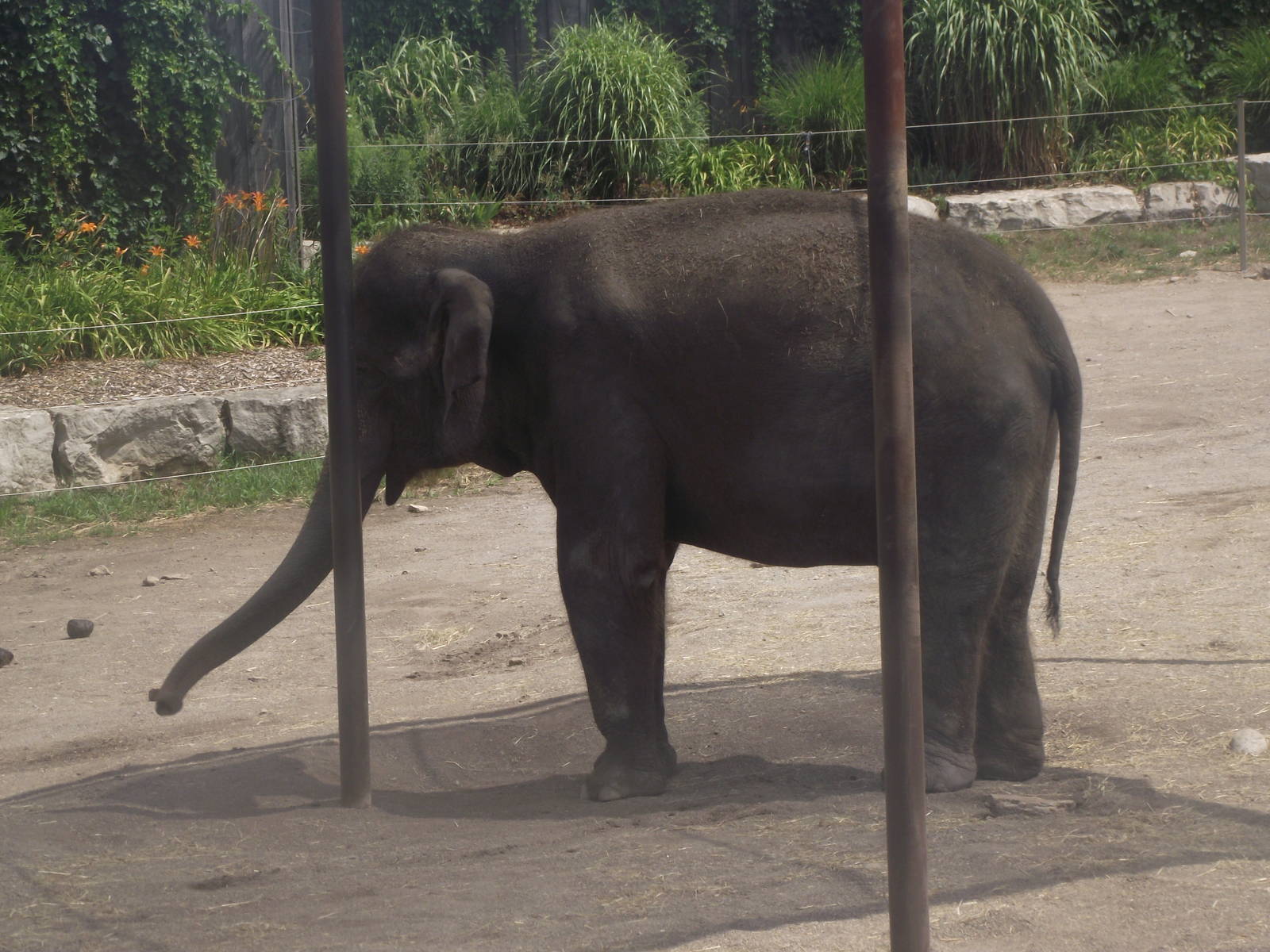 Asian Elephant