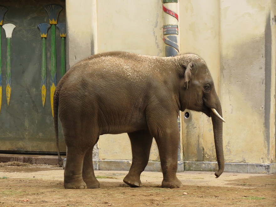 Asian Elephant