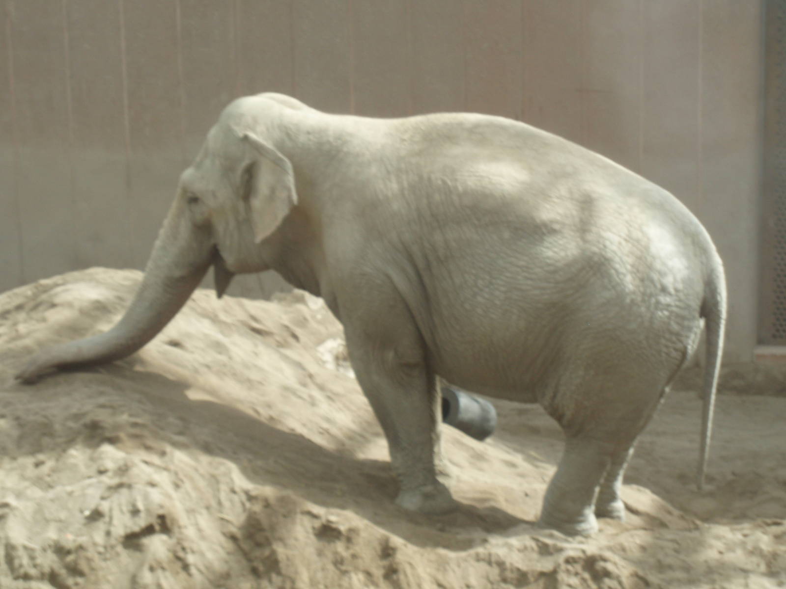 Asian elephant