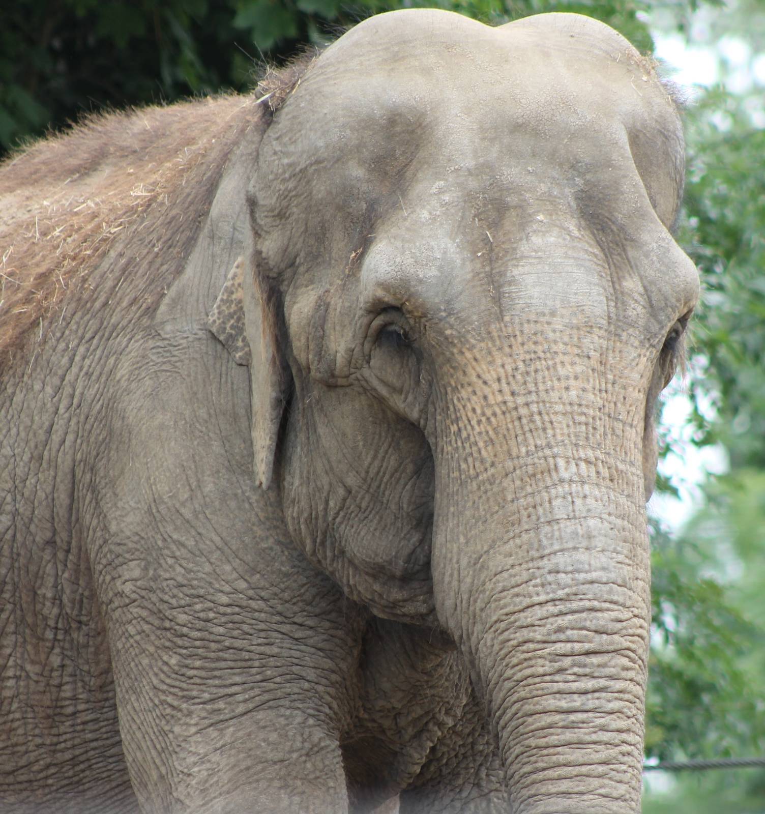 Asian elephant