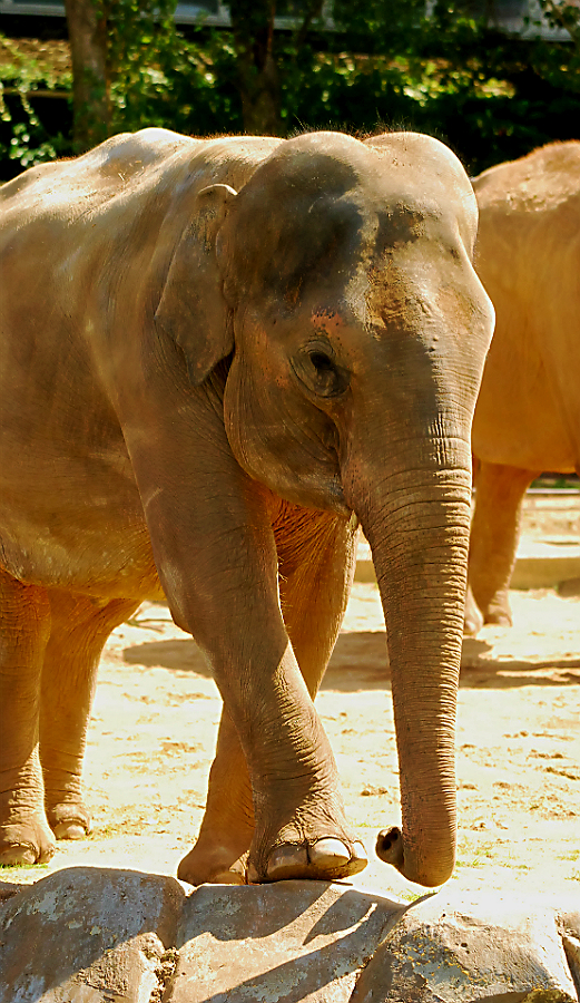 ASIAN ELEPHANT