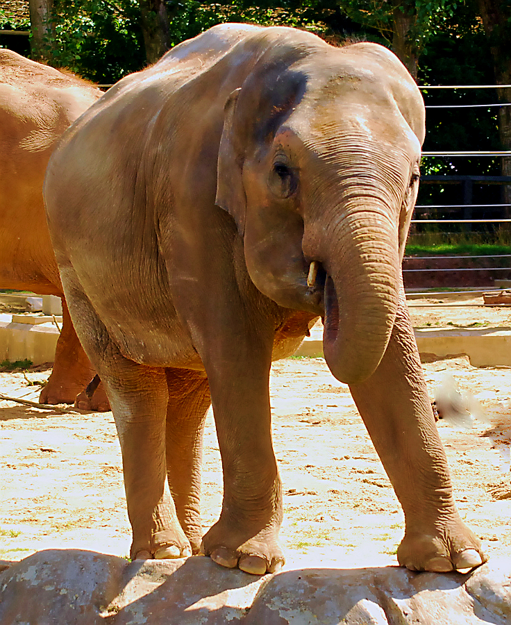 ASIAN ELEPHANT