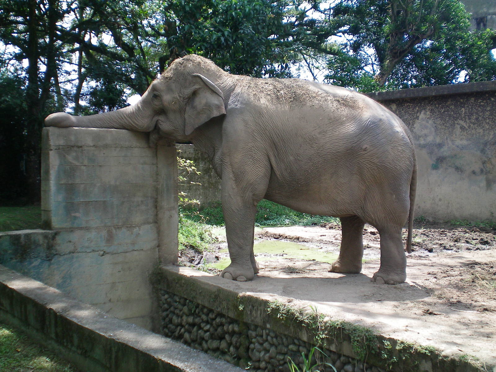 Asian Elephant