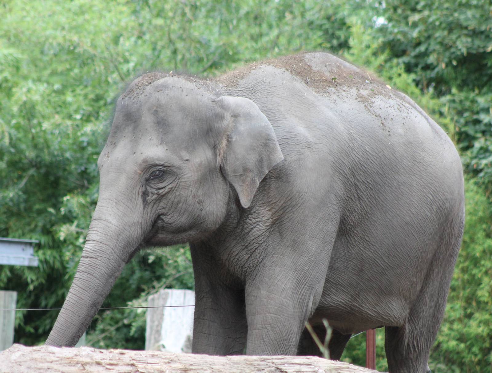 Asian elephant