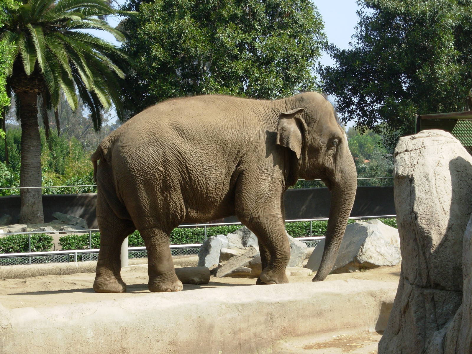 Asian Elephant