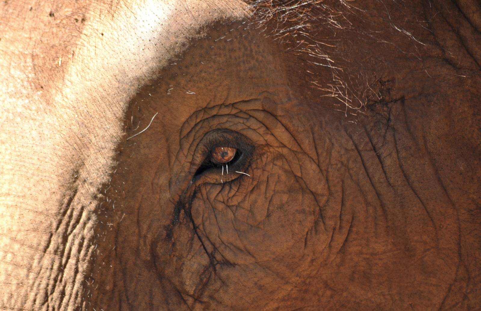Asian Elephant
