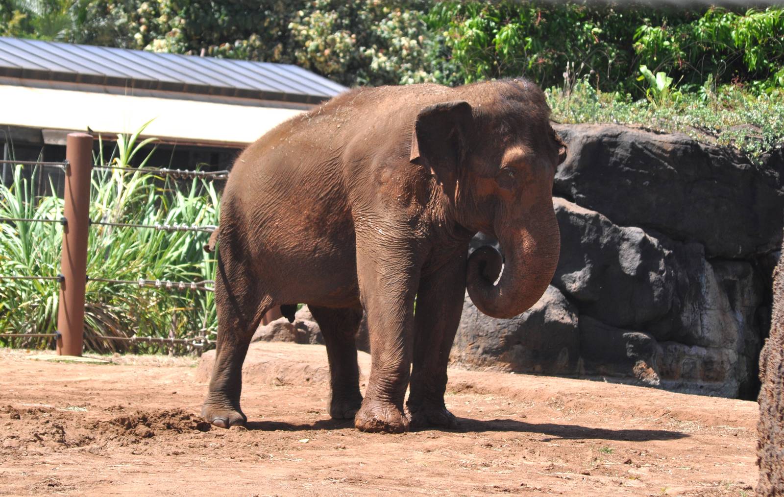 Asian Elephant