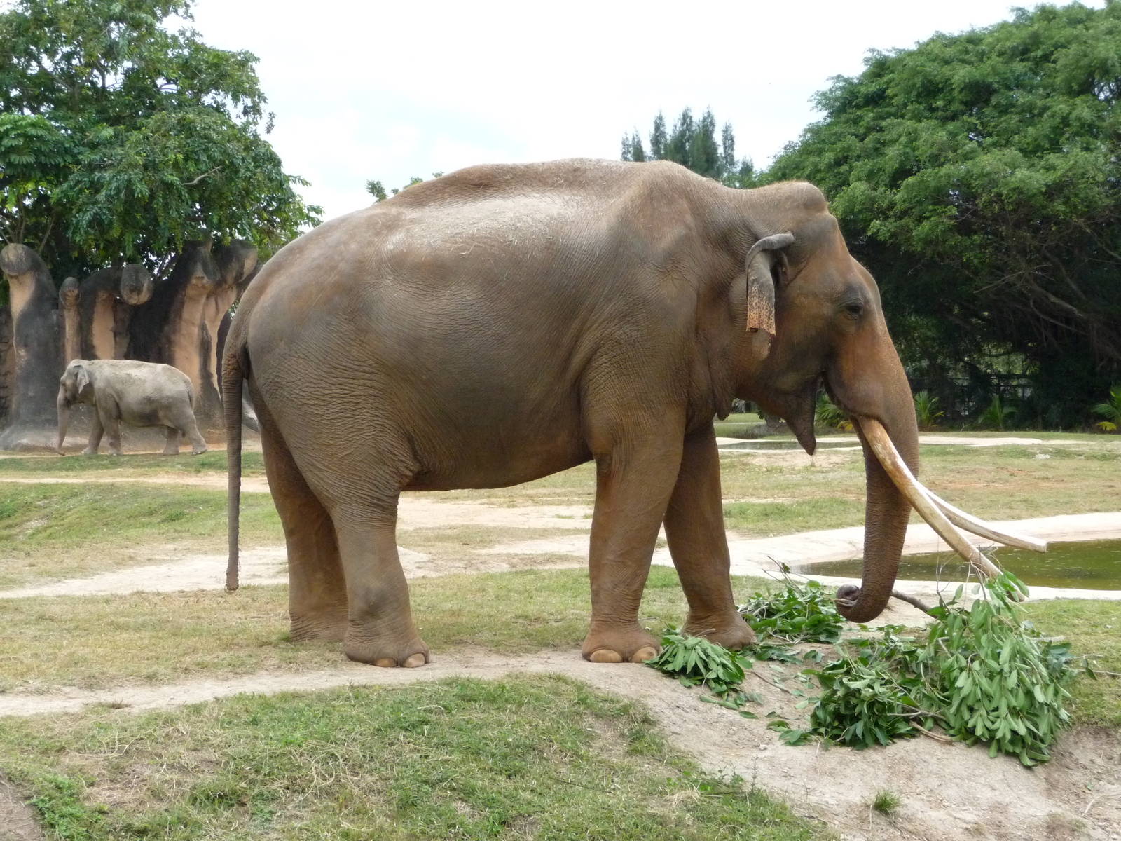 Asian Elephant