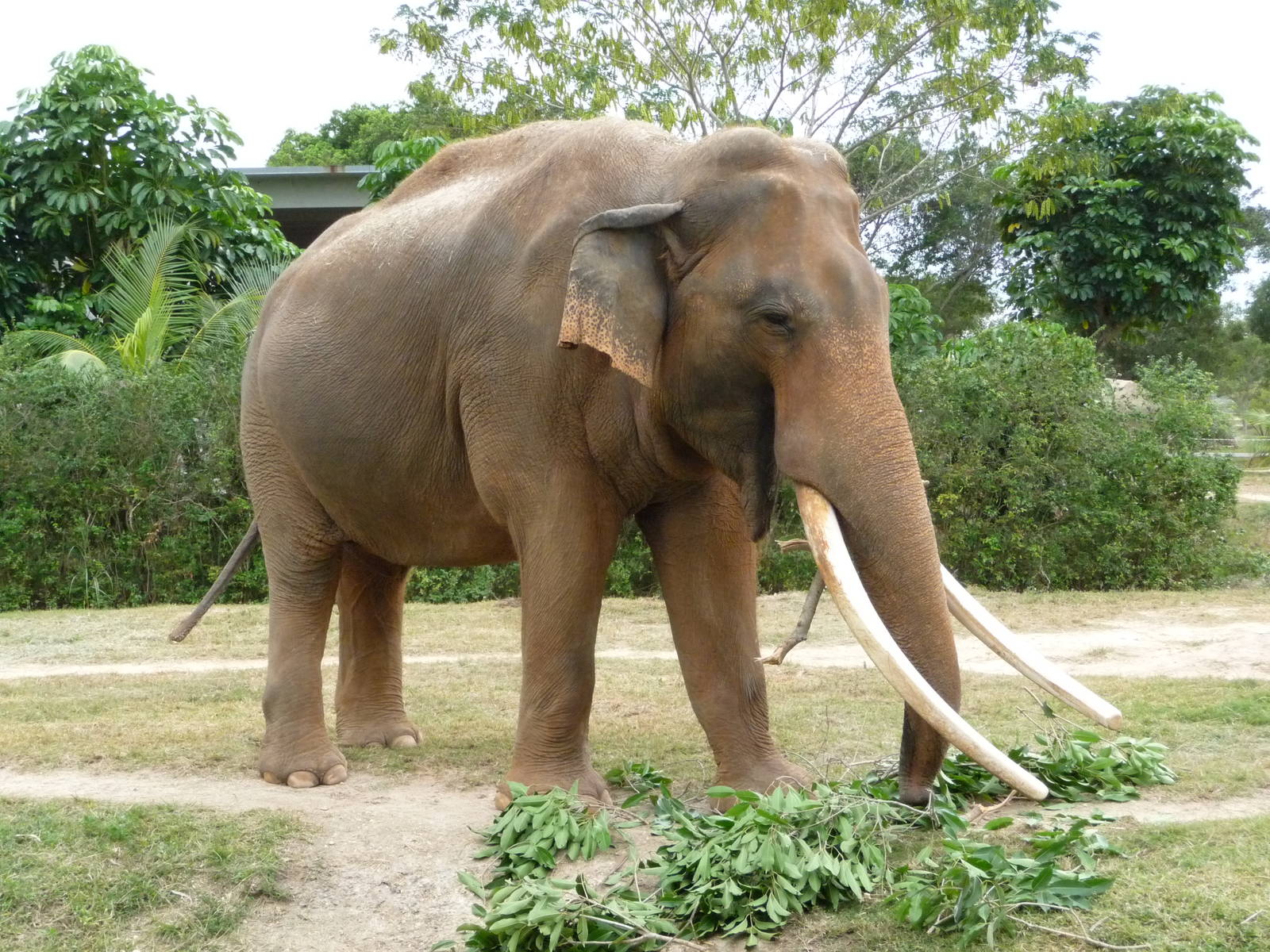 Asian Elephant