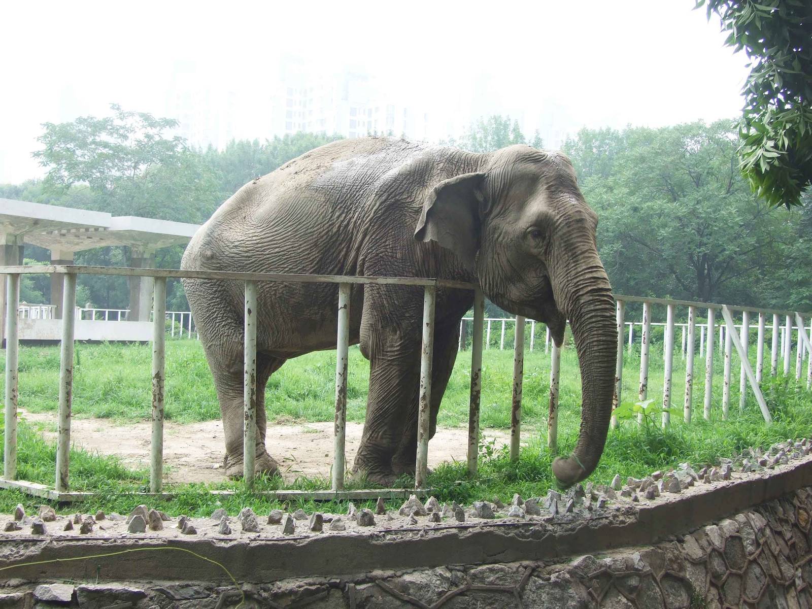 Asian elephant