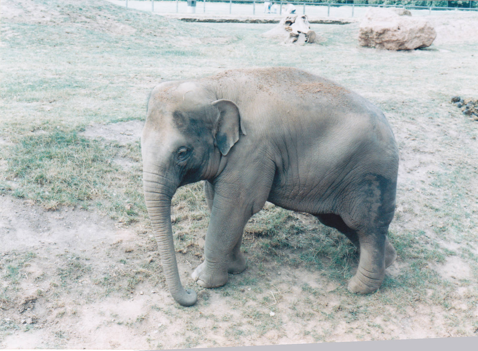 Asian elephant.