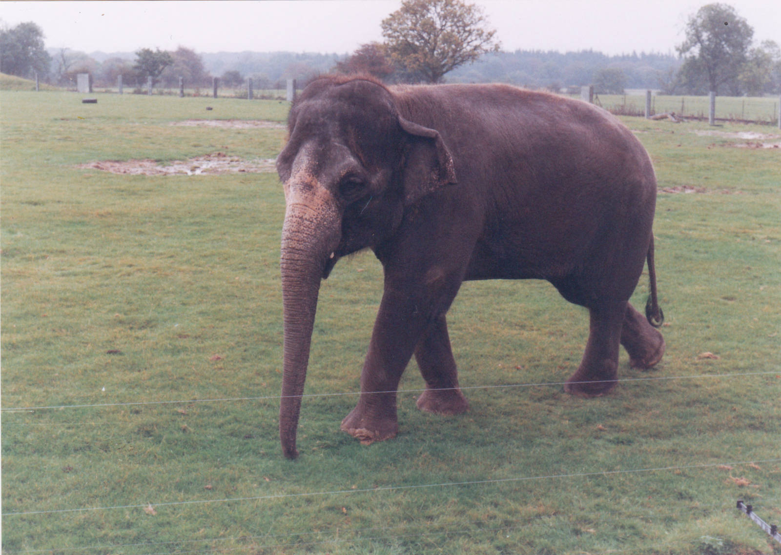 Asian elephant.