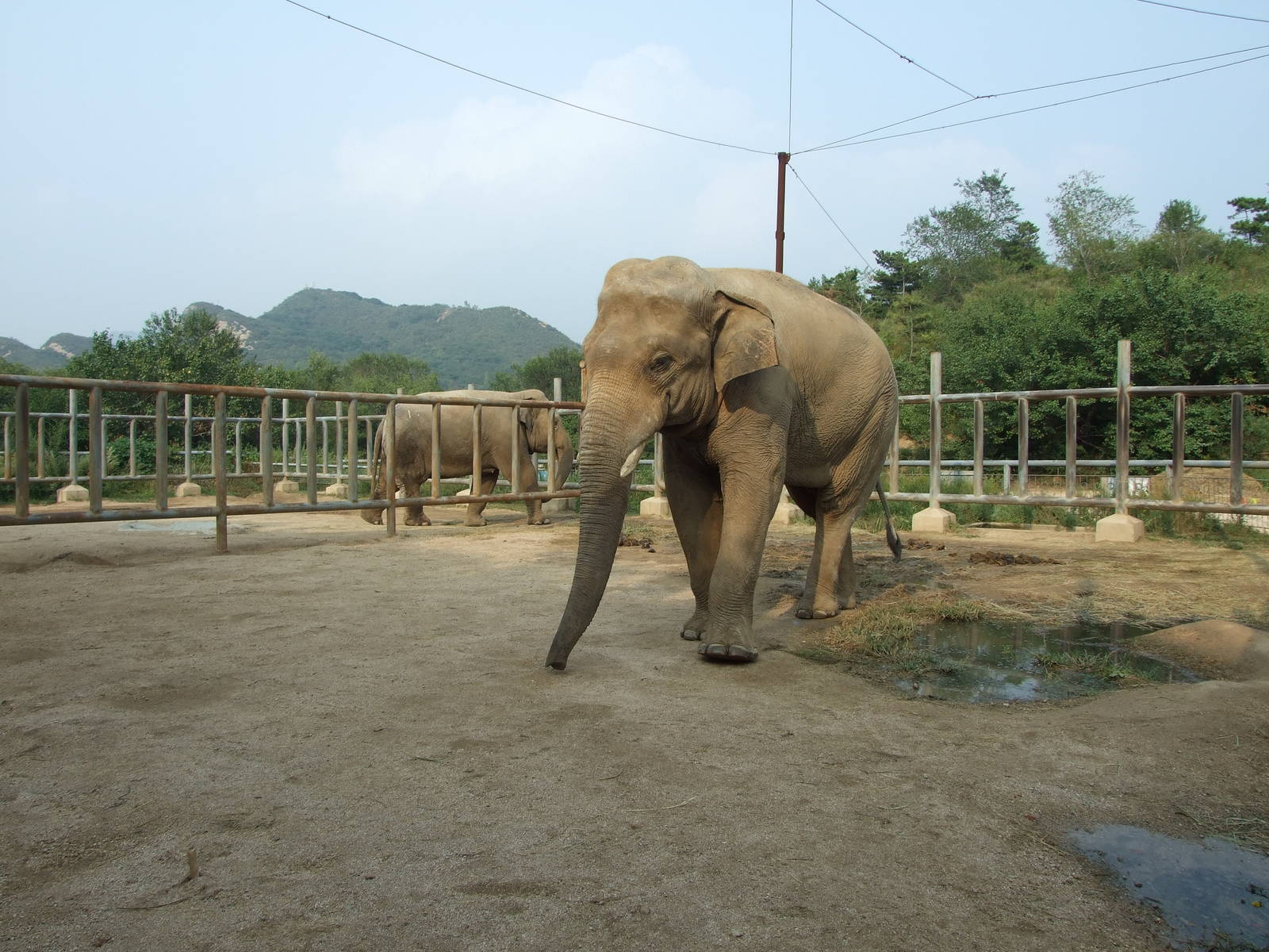 Asian elephant
