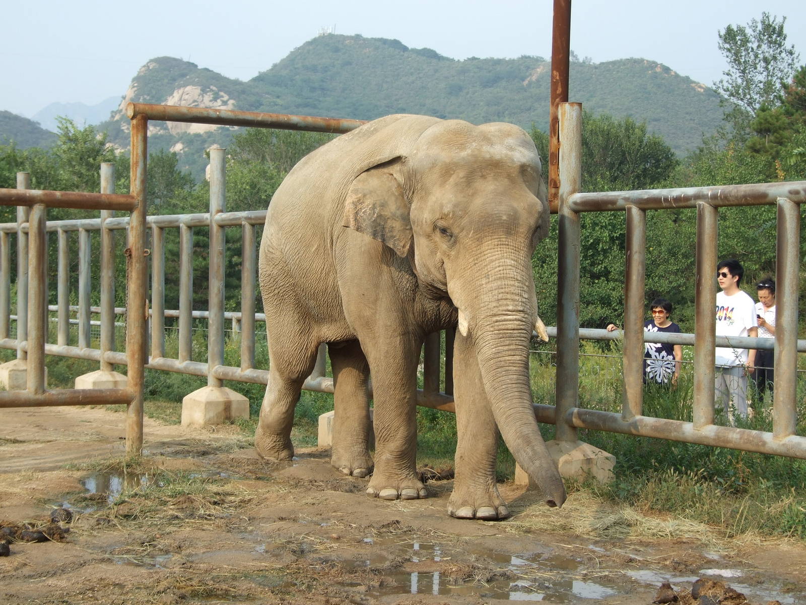 Asian elephant