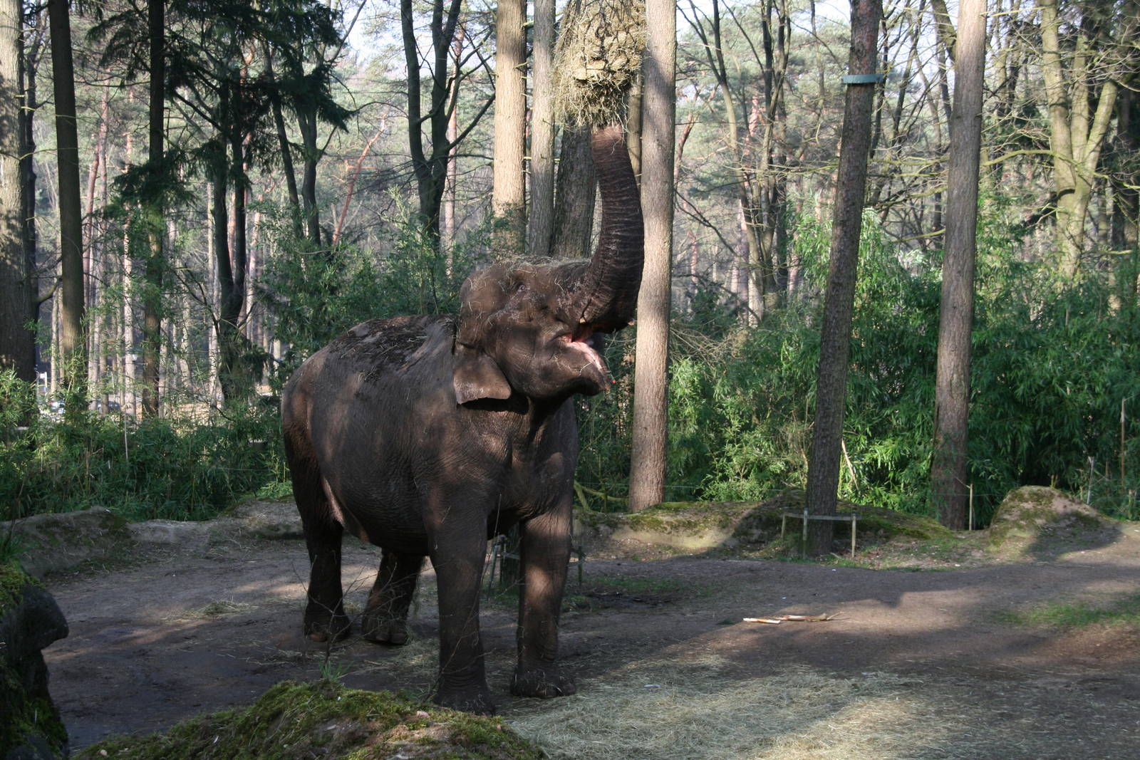 Asian elephant