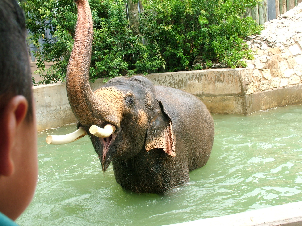 Asian elephant
