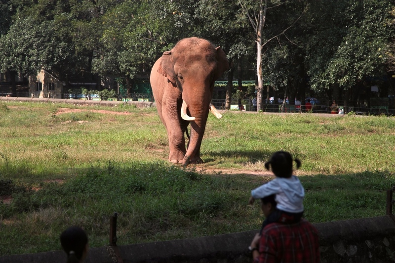 Asian elephant
