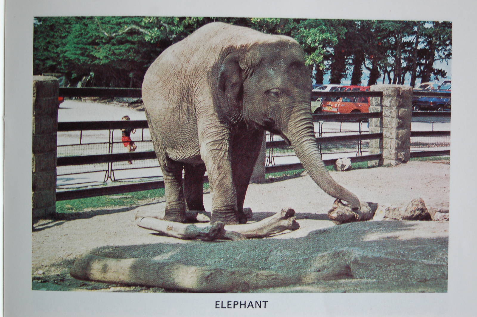 Asian elephant