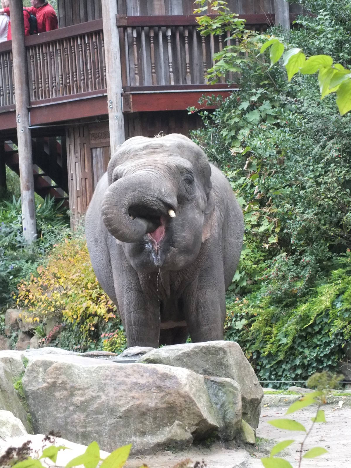 Asian Elephant