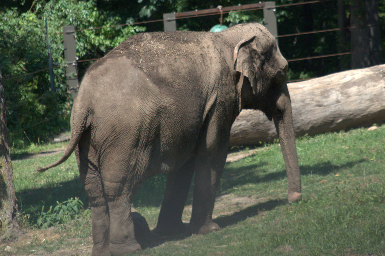 Asian Elephant