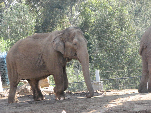 Asian Elephant