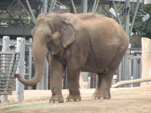 Asian Elephant