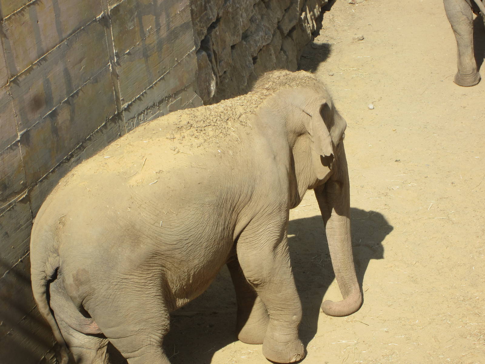 Asian elephant