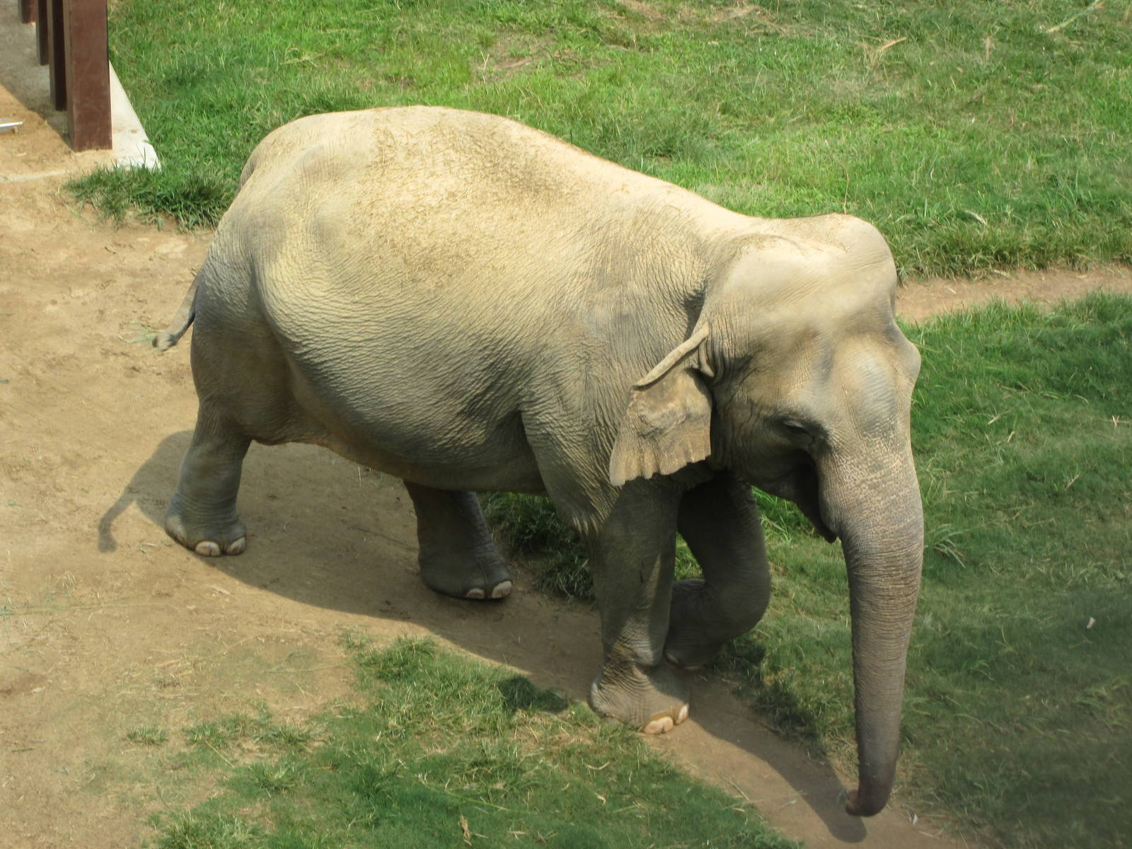 Asian Elephant