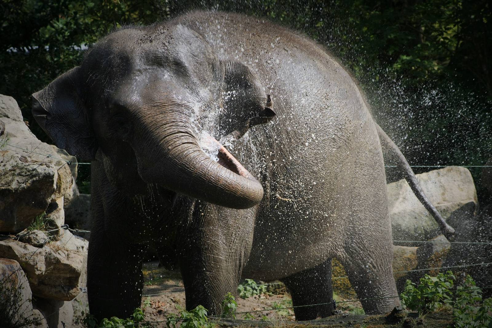 Asian Elephant.