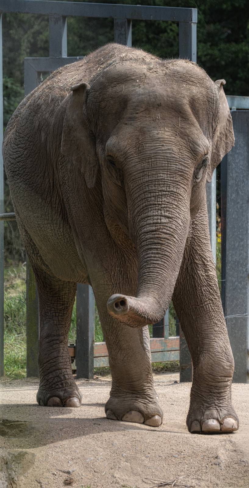 asian elephant
