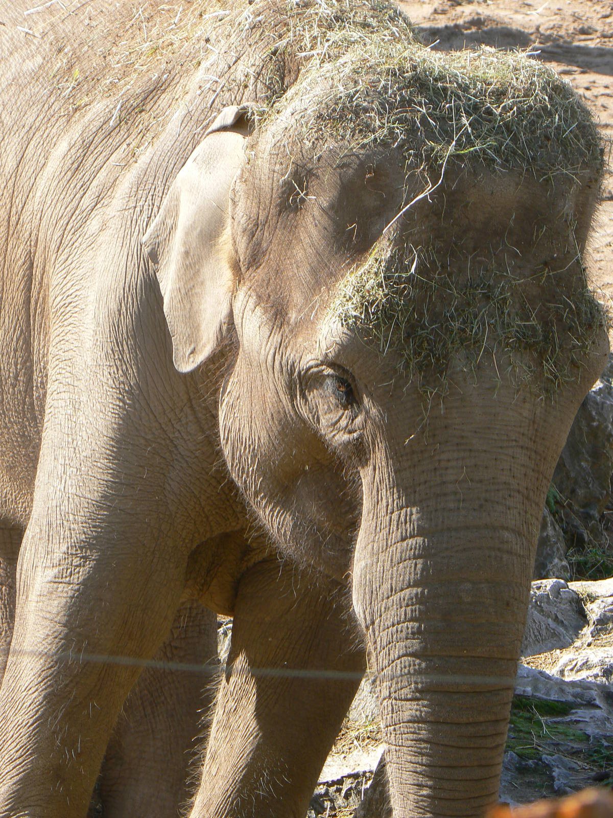 Asian Elephant
