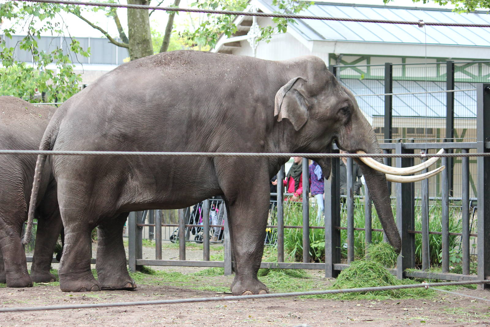 Asian elephant