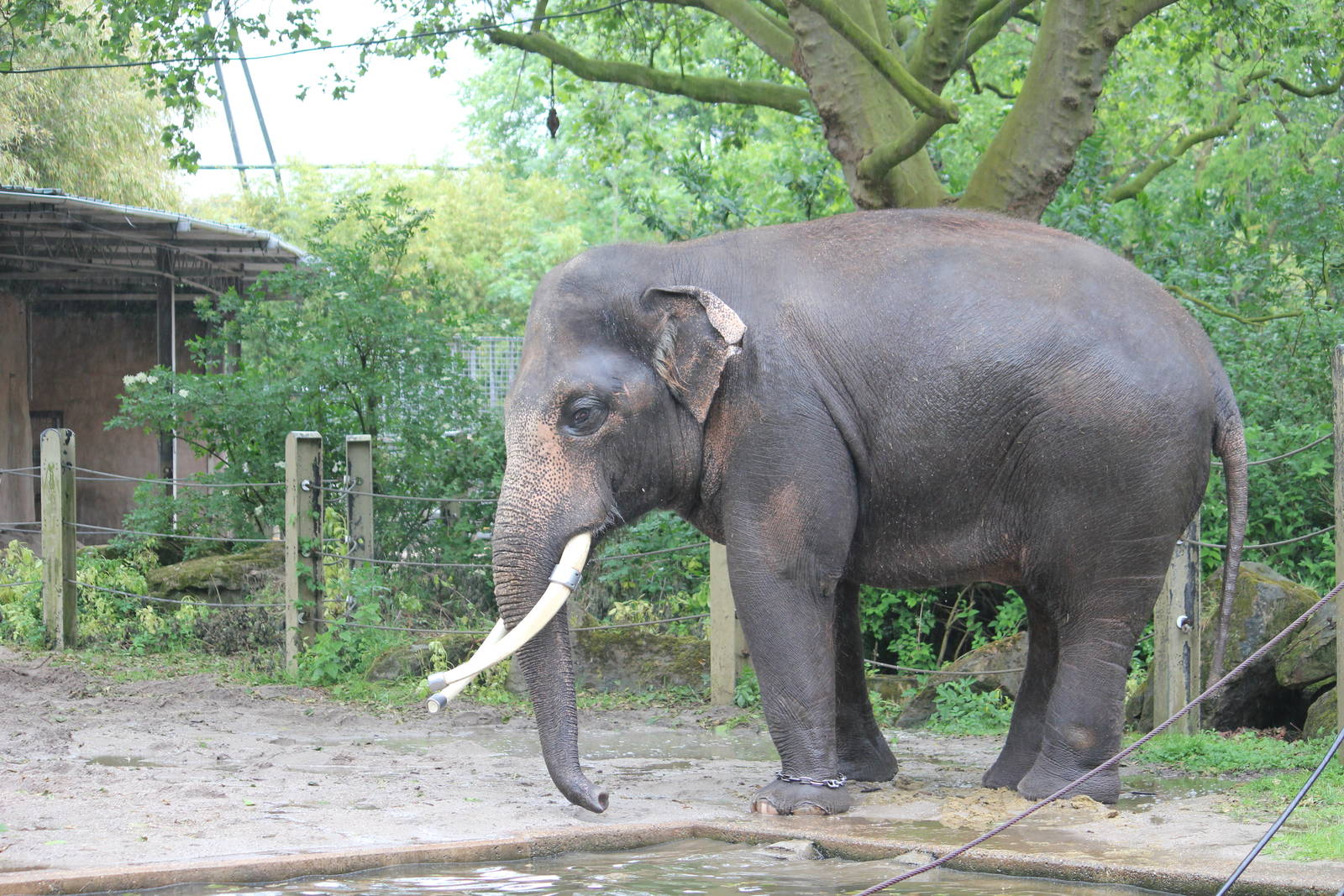 Asian elephant
