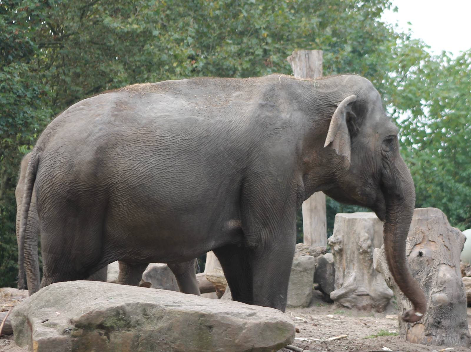 Asian elephant