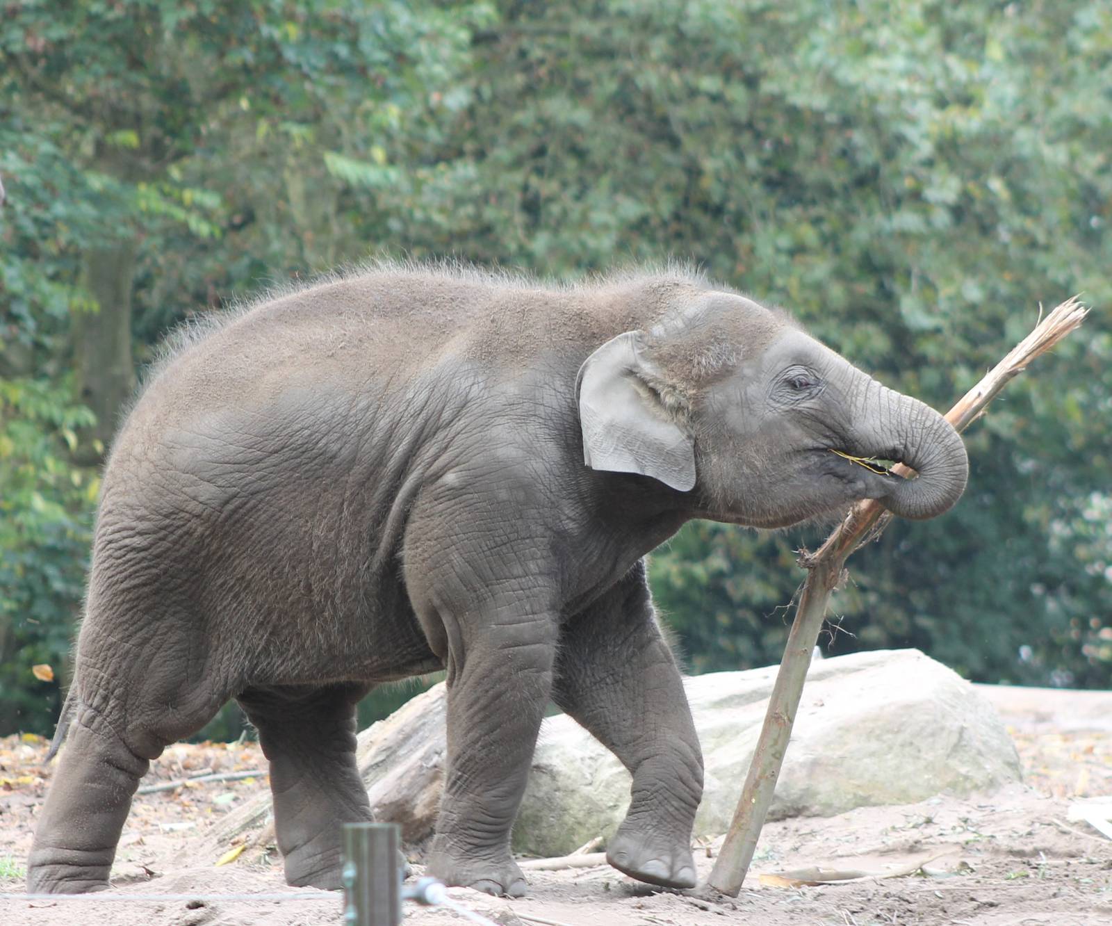 Asian elephant