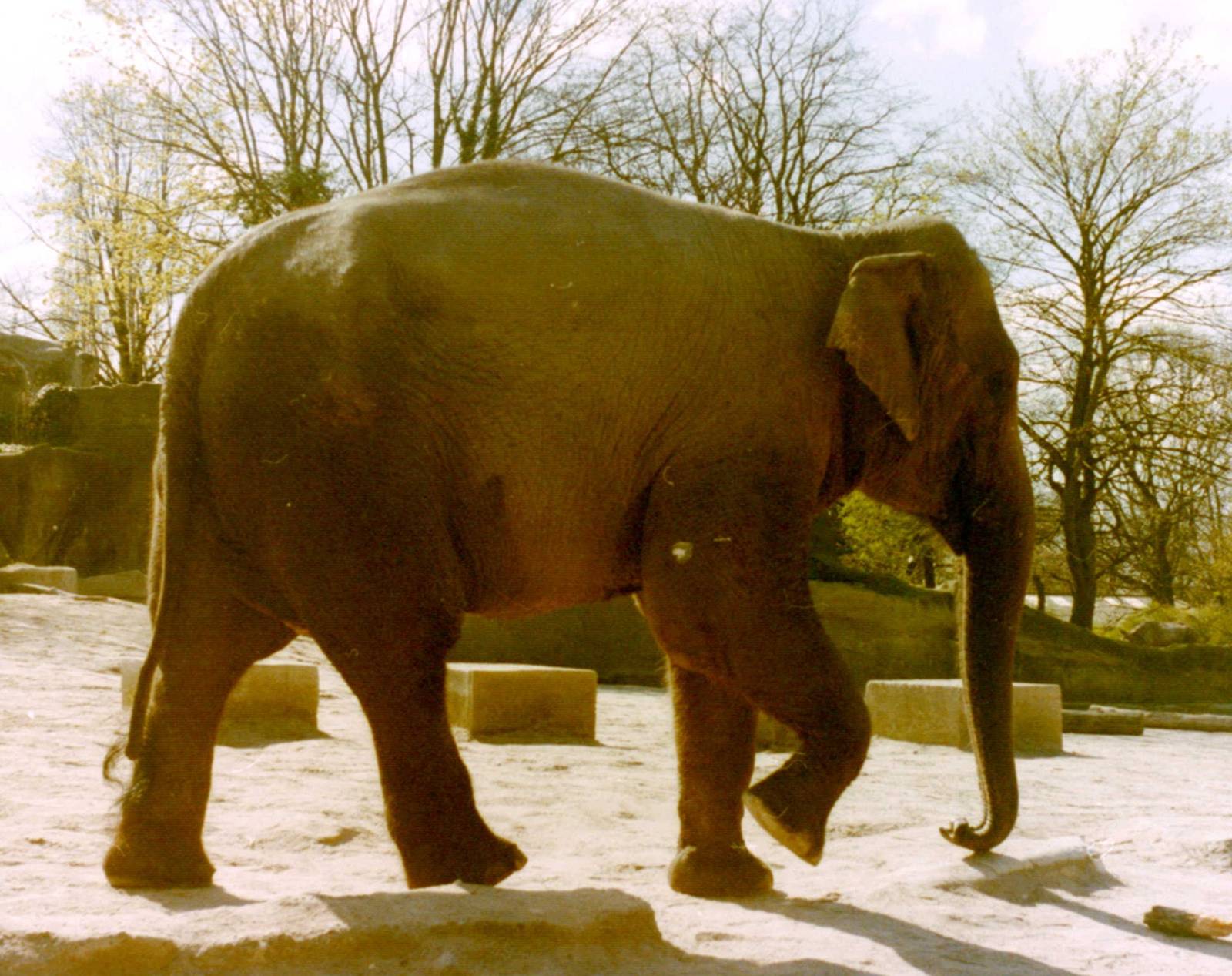 Asian elephant