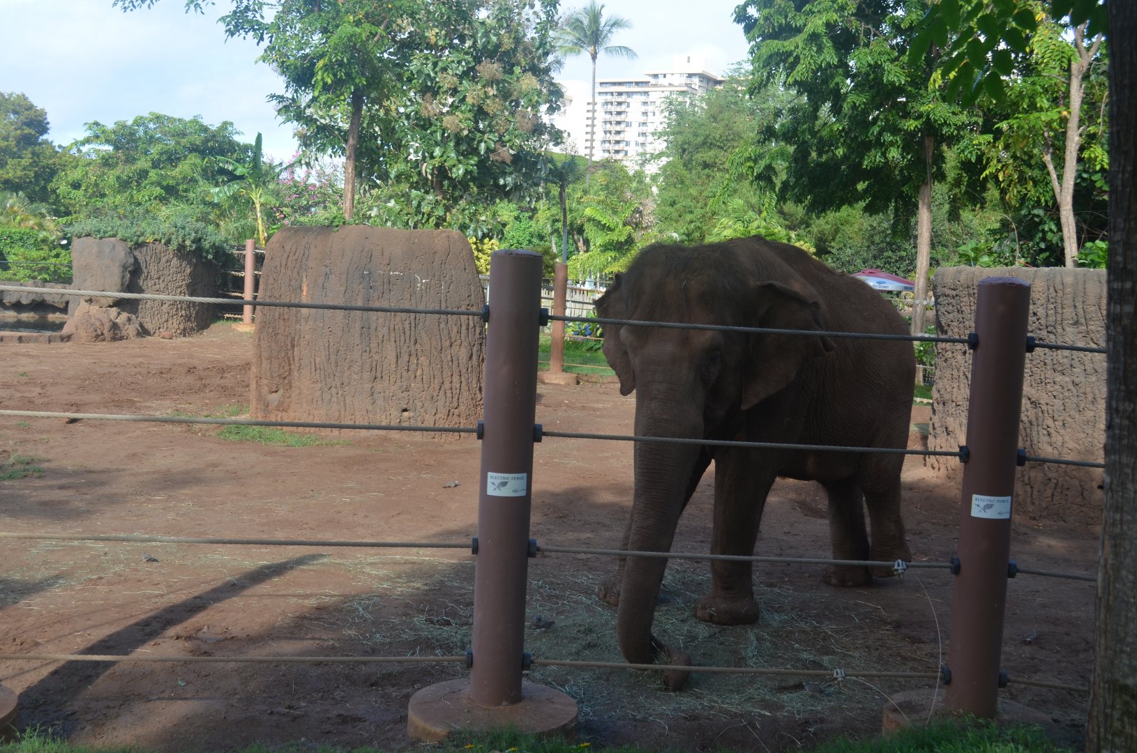 Asian Elephant