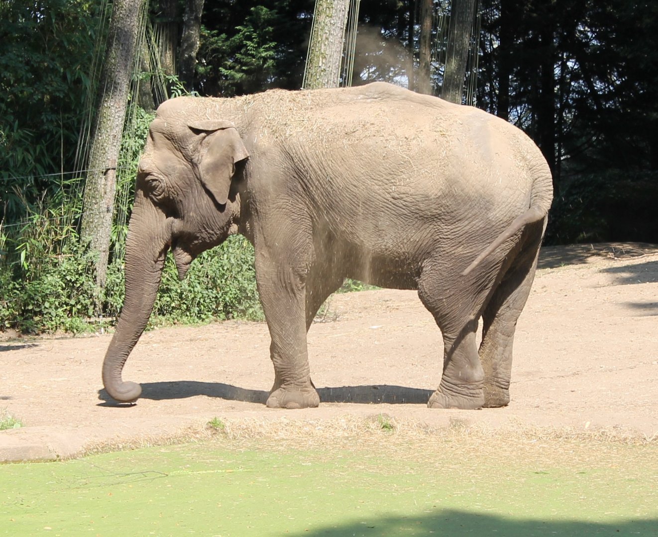 Asian elephant
