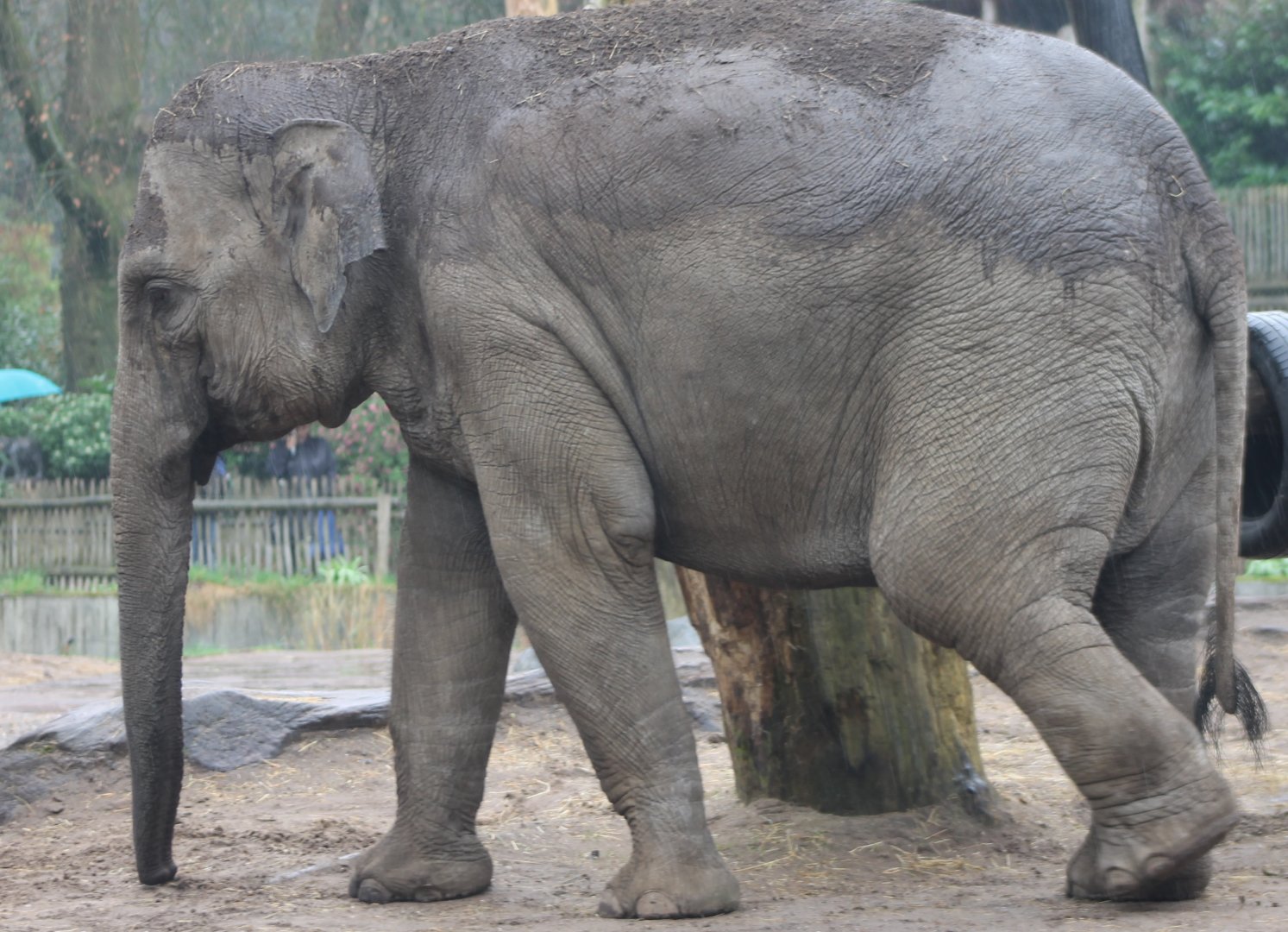 Asian elephant