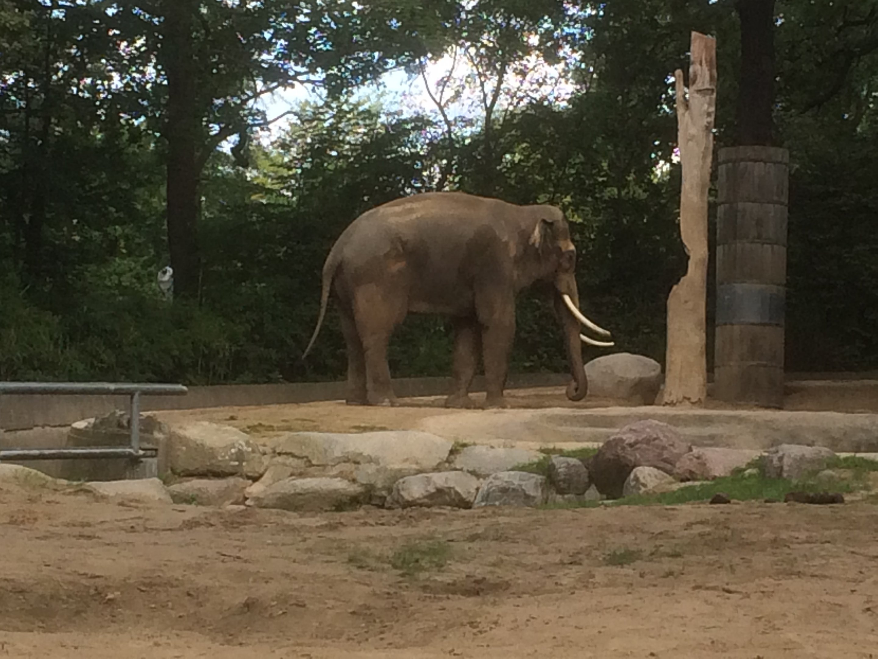 Asian elephant